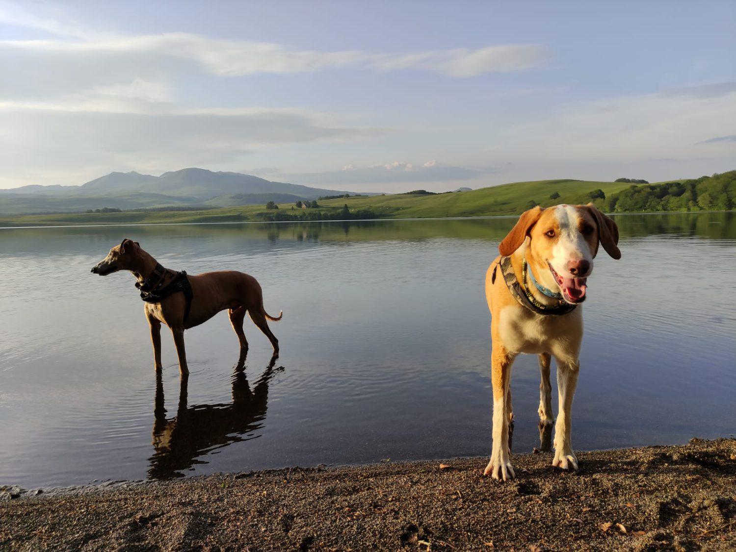 Manieren Medicinaal Beperken Met uw hond op vakantie – Maison van Stijn